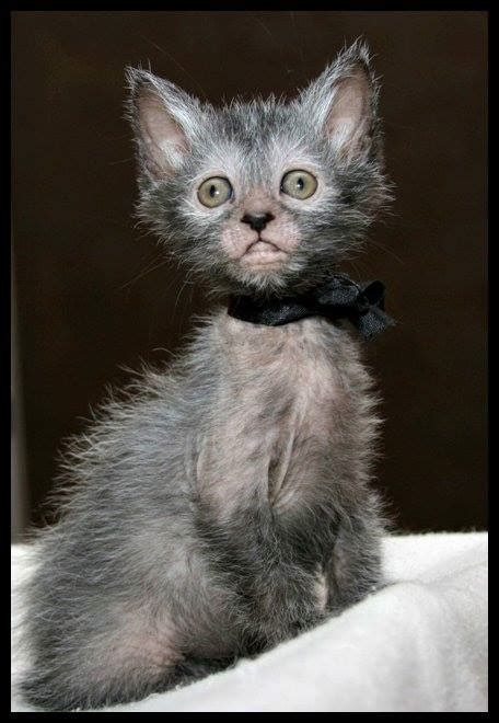 Check out our werewolf cat selection for the very best in unique or custom, handmade pieces from our shops. American Breeders Develop Partially Bald "Werewolf" Cat ...