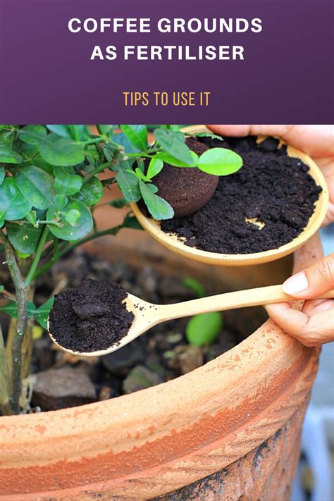 Coffee grounds are a natural fertilizer that not only adds nitrogen to deficient soil, it also increases acidity. Coffee Grounds as Fertiliser: Tips to Use It | Coffee ...