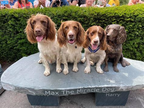 A Statue For Max The Miracle Dog Ruffwear