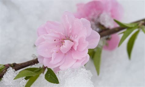 Una varietà apprezzata è la daphne odora 1 pianta di daphne odora aureomarginata vaso 17cm fiori profumatissimi. 10 piante resistenti al freddo che fioriscono in inverno