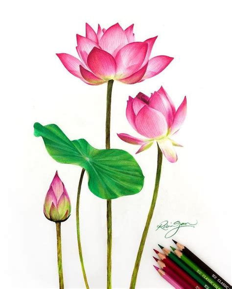 Pink Lilies How To Draw A Flower Step By Step Colored Painting White