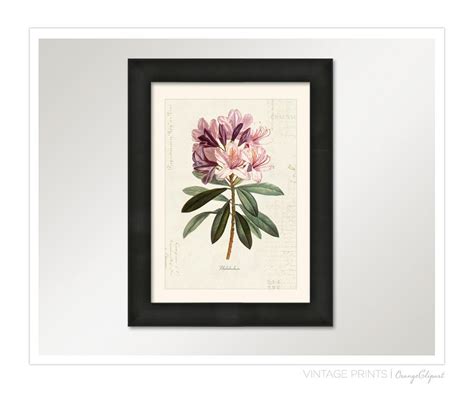 Vintage Botanical Flower Rhododendron On French Ephemera Print Etsy