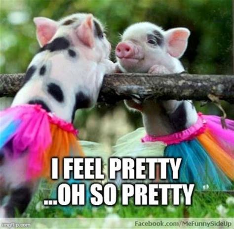 20 Cute Pig Memes That Will Surely Steal Your Heart