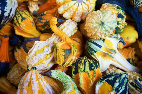 Why Do Pumpkins Have Warts The Weird Science Behind Autumns Most