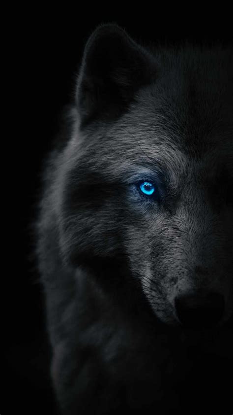 Black Wolf Iphone Wallpaper 1 Iphone Wallpapers