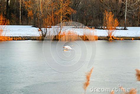 Swan Flies Low Over Frozen Lake In Winter Stock Image Image Of Lake