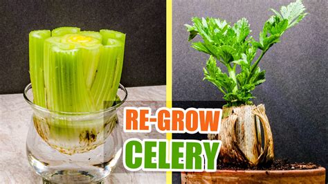 Regrowing Celery From Scraps 35 Days Time Lapse Youtube