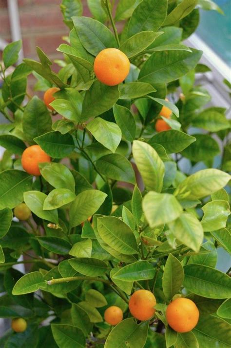 Tree Calamondin Orange