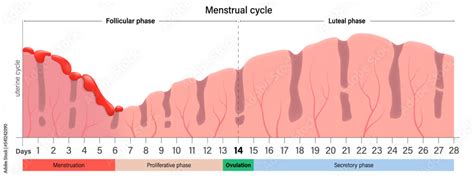 Menstrual Cycle Chart Menstruation Proliferative Ovulation And