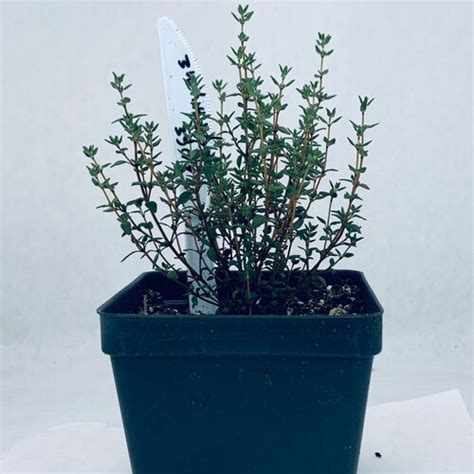 French Thyme Live Herb Plant Thymus Vulgaris Grown In Etsy