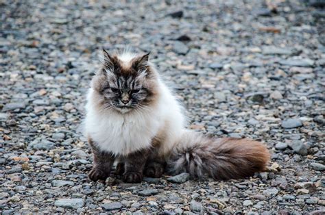 Dont Get Bit — Icelandic Cats There Is No Specifically Recognized