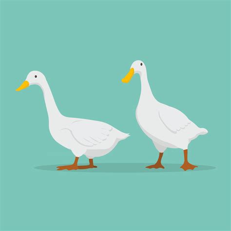 Duck Cartoon Set Vector Illustrationcute White Ducks Farmgoose