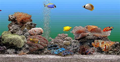 50 Aquarium Desktop Wallpapers Windows 8 On Wallpapersafari