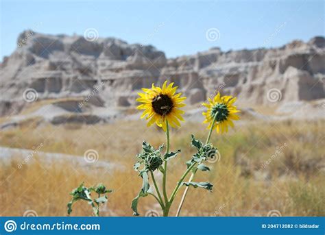 Sun Flowers In Desert Mountain Landscape In Badlands National Park