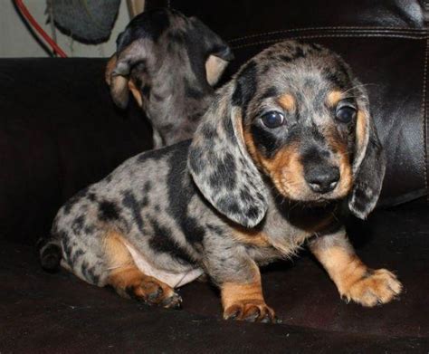 Akc long and wire hair dachshund puppies. Purebred Mini Dachshund Dapple Smooth "SOLD" for Sale in ...
