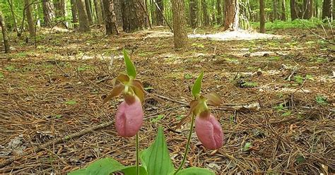 We Have Wild Lady Slippers In Our Yard Southern Us Imgur