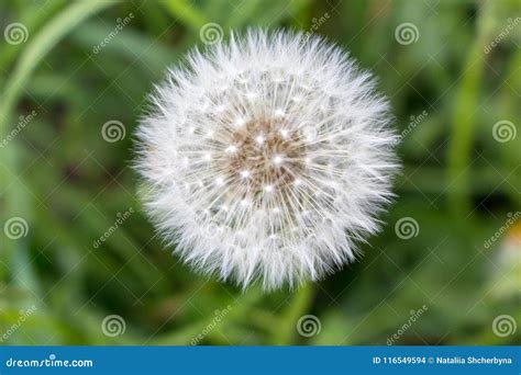 White Dandelion Flower In Unfocused Green Grass Flower Closeup White