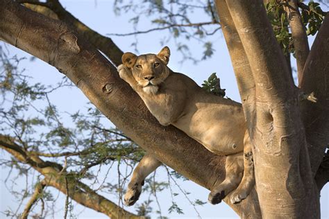 Tree Climbing Lions Queen Elizabeth National Park Uganda Tour