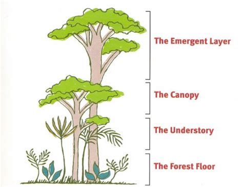 Which Of The Forest Layer Shown In The Diagram Receives The Maximum