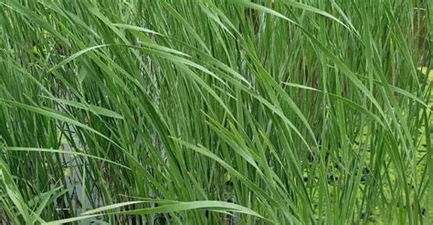 Wild Grass Growing On Marsh · Free Stock Video