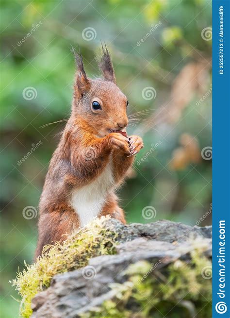 Red Squirrel Feeding Stock Photo Image Of Hazelnut 252557212