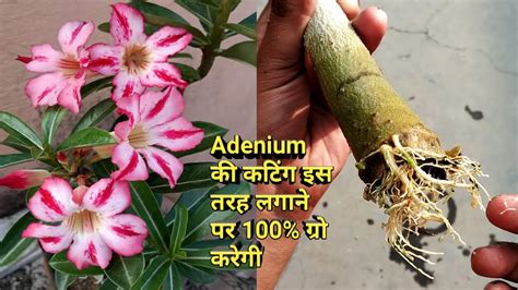 This baby we grew from seed (below) has been. Grow Adenium from cutting/Desert Rose from cutting/Adenium ...