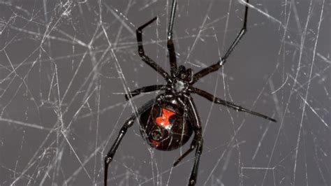 Dream Newz Blog Black Widow Spider Web Gives Up Dna Secrets