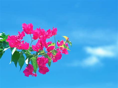 White Flowers Under Blue Sky During Daytime Hd Phone Wallpaper Peakpx