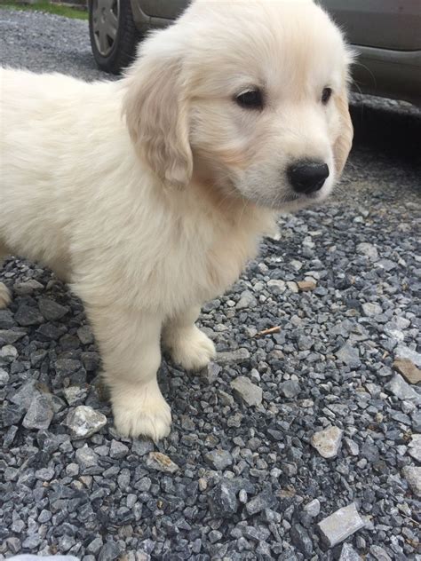 I have 2 gorgeous females and 1 handsome male available. Golden retriever puppies for sale | Llandeilo ...
