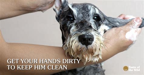 Experience no tears, no fears dog washing. 8 Tips for Do-It-Yourself Home Pet Grooming - Taste of the ...