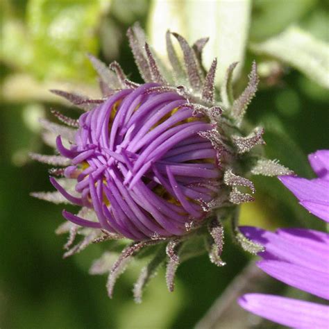 There are thousands of cultivars in this genus that flower in late summer and fall and have purple, pink, and white flowers. New England Aster and Bug Friends