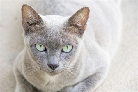Themes, humor and pop culture offer more options. Rare Cat Colors | LoveToKnow