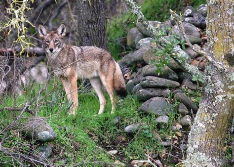 Get Smart About Michigans Urban Coyotes