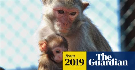 Seven Baby Monkeys Died From Poisoning At Us Research Center Animal