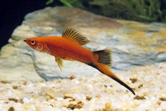 20 Popular Tropical Fish To Add To Your Aquarium LoveToKnow Pets