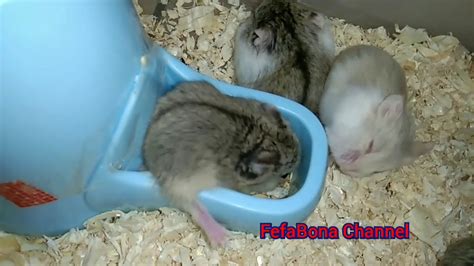 Baby Campbell Hamster Growing Up 12 22days Part 2 Babyhamster Youtube