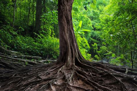 As they grow thicker, they can cause severe damage. How Tree Roots Can Damage Your Home