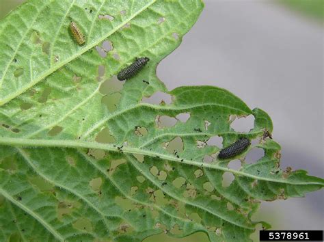 Viburnum Leaf Beetle Pyrrhalta Viburni