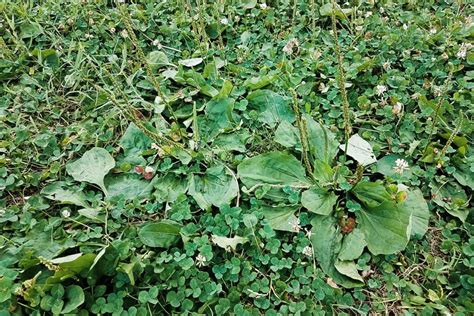 How To Treat Common Lawn Weeds In Illinois Elite Lawn Care