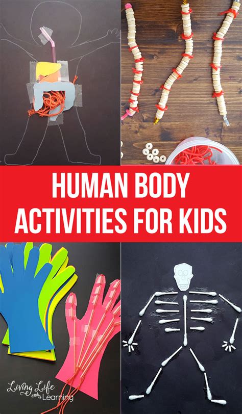 Human Body Activities For Kids Human Body Activities Human Body