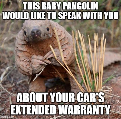 Pangolin Extended Warranty Imgflip
