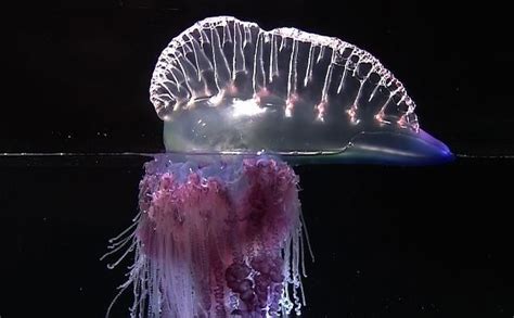 Самая большая медуза в мире размер