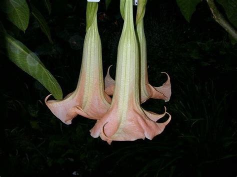 Plantfiles Pictures Angel Trumpet Dr D Brugmansia Hybrid 1 By