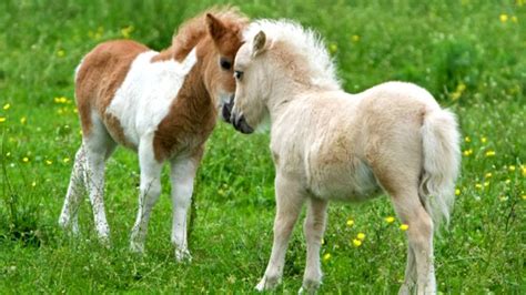 Falabellaunusual Horsesthe Smallest Horse In The World Youtube