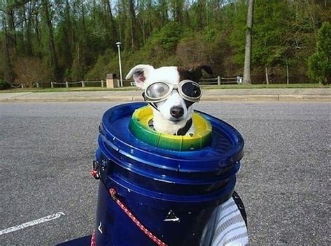Animals Tell Us Whats On Their Bucket List Biker Dog Animals Cute