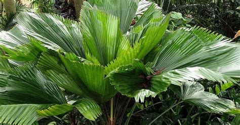 Planta Palma Para Que Serve