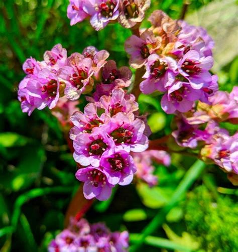 Shop perennial flower seeds and plants from the most trusted name in home gardening. Bergenia cordifolia flower | Flowers name list, Perennial ...