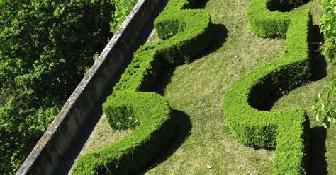 We did not find results for: Boxwood shrubs turning brown | eHow UK