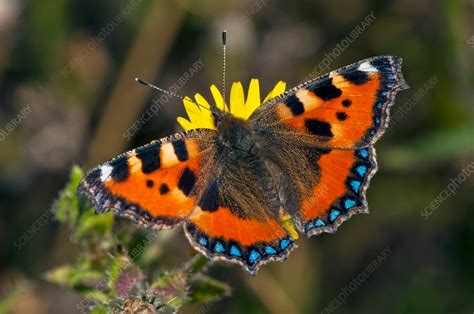 Small Tortoiseshell Butterfly Stock Image C0142335 Science Photo