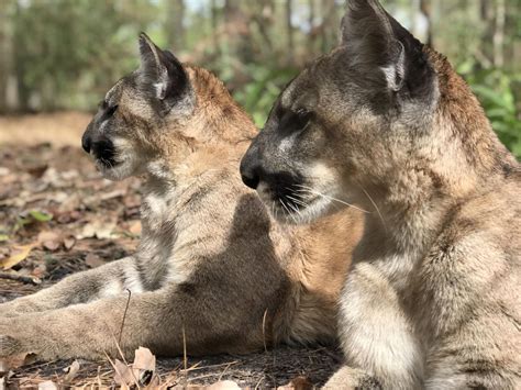 Orphaned Florida Panther Kittens Thriving At Nassau County Wildlife Refuge